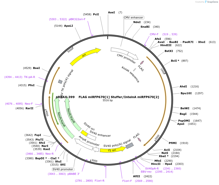 130147-plasmid-map-sequence-id-372354