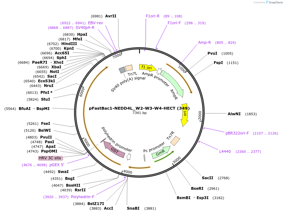 187721-plasmid-map-sequence-id-372356
