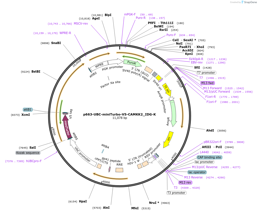 170577-plasmid-map-sequence-id-372360