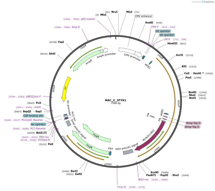 187792-plasmid-map-sequence-id-372385