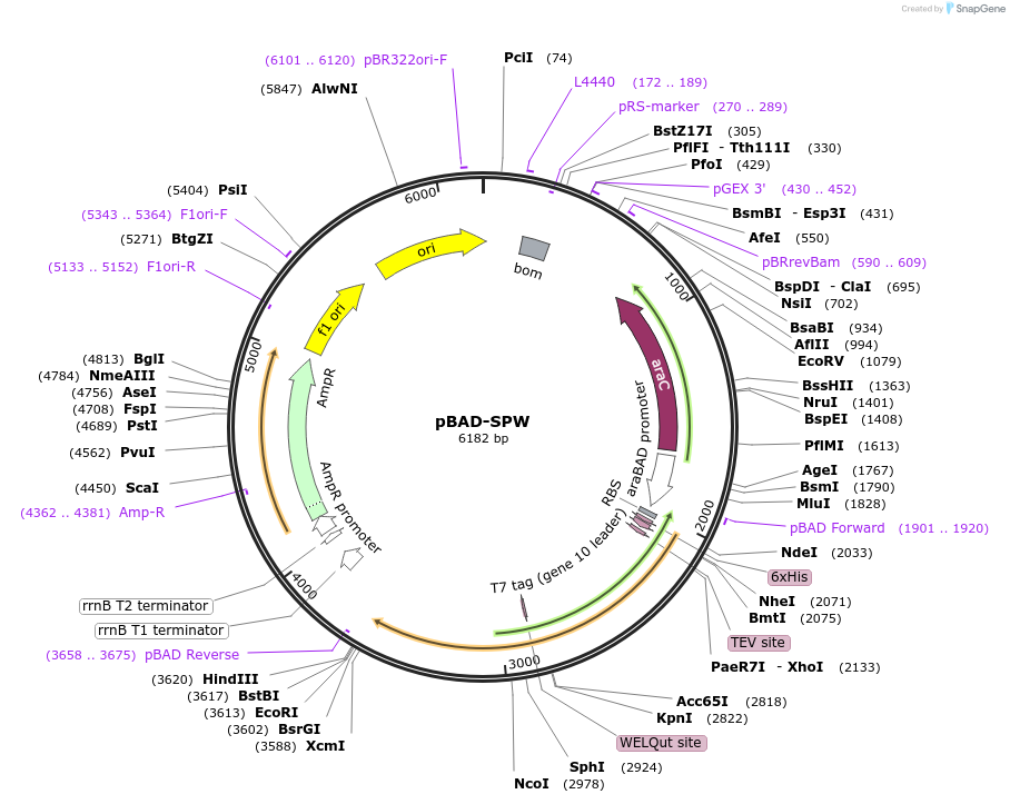 190628-plasmid-map-sequence-id-372388