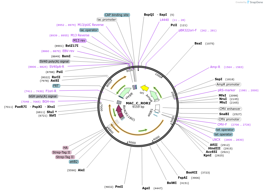 187759-plasmid-map-sequence-id-372391