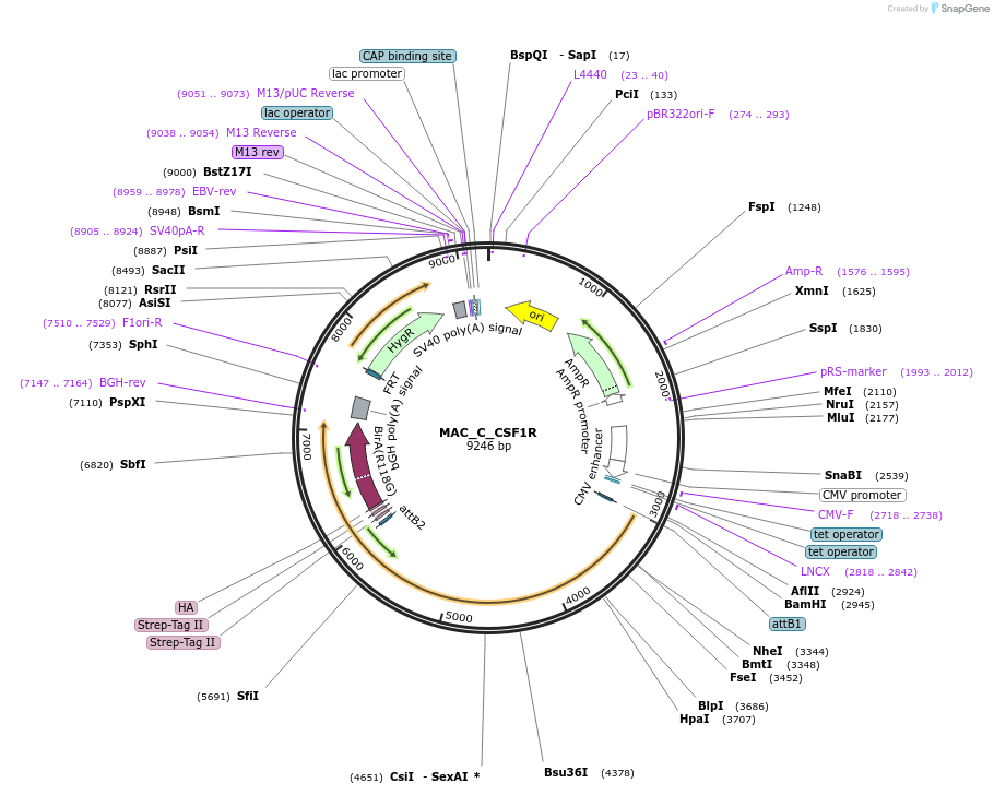 187767-plasmid-map-sequence-id-372392