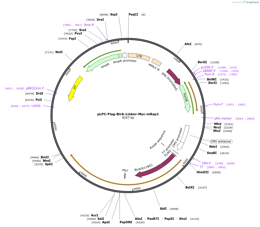 184644-plasmid-map-sequence-id-372393