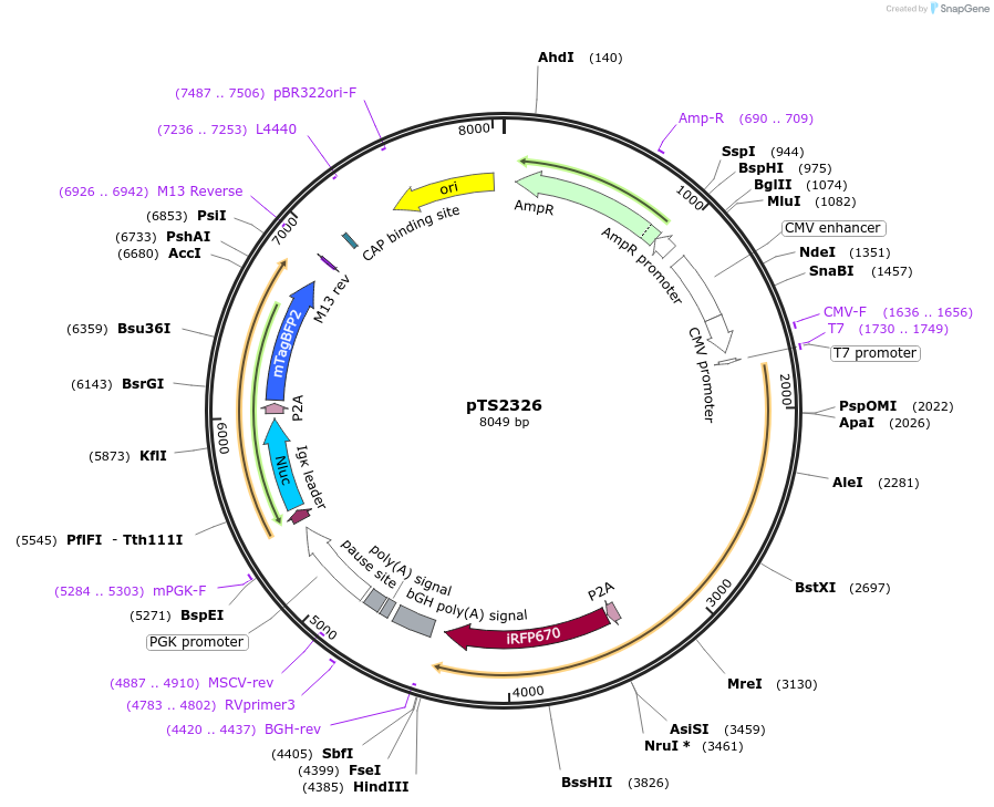 169628-plasmid-map-sequence-id-372400