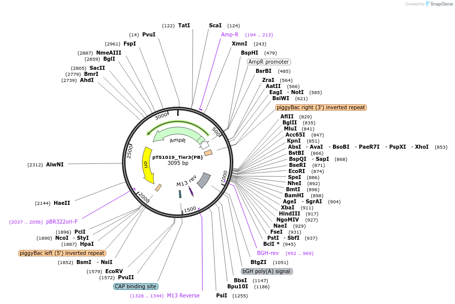 169649-plasmid-map-sequence-id-372403
