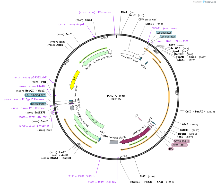 187790-plasmid-map-sequence-id-372409