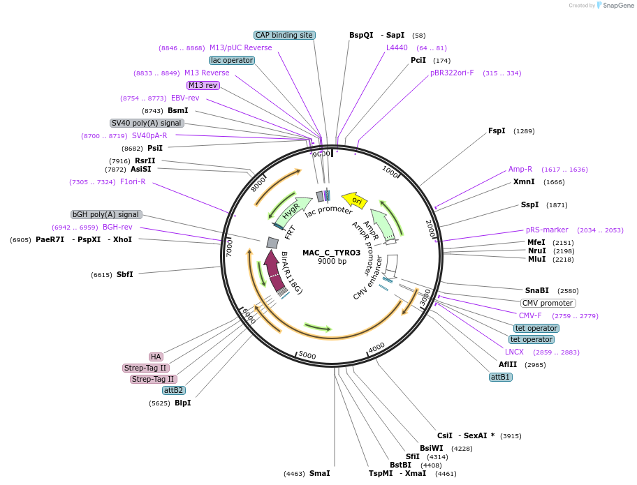 187793-plasmid-map-sequence-id-372412