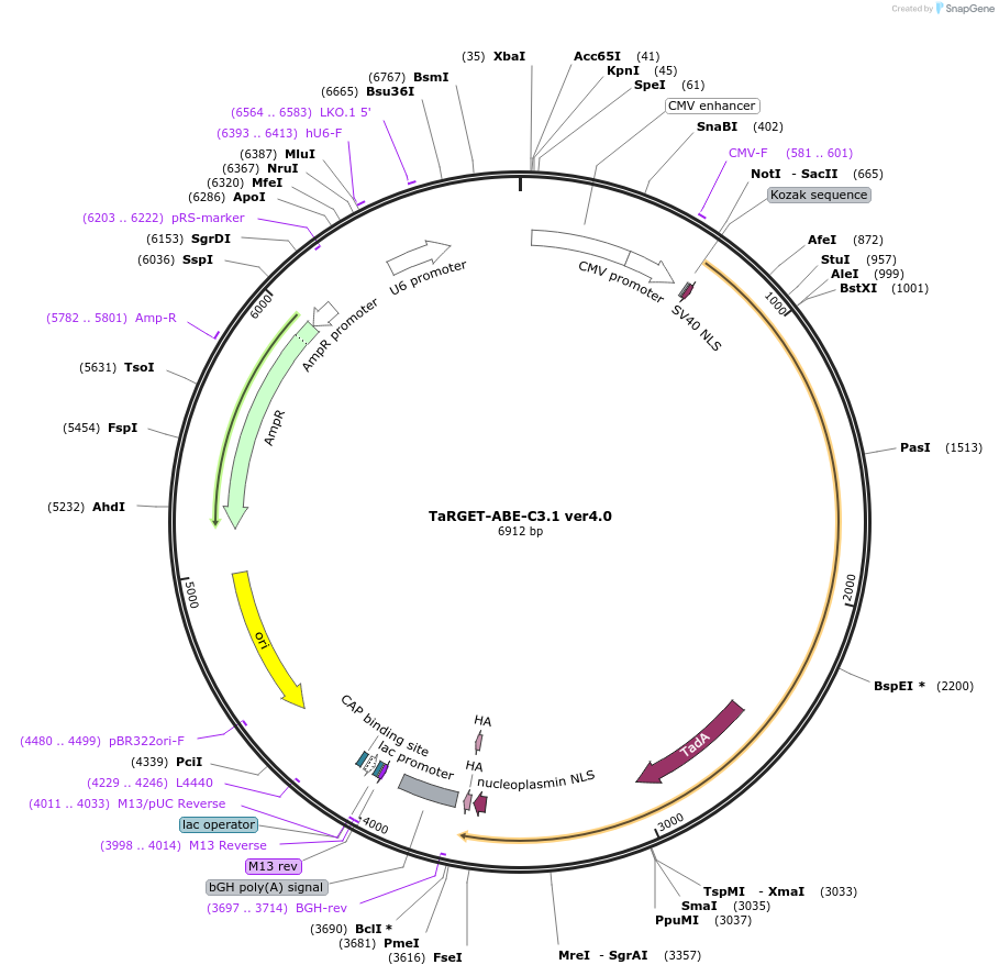 188250-plasmid-map-sequence-id-372415