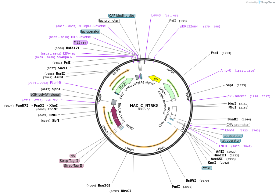 187796-plasmid-map-sequence-id-372416