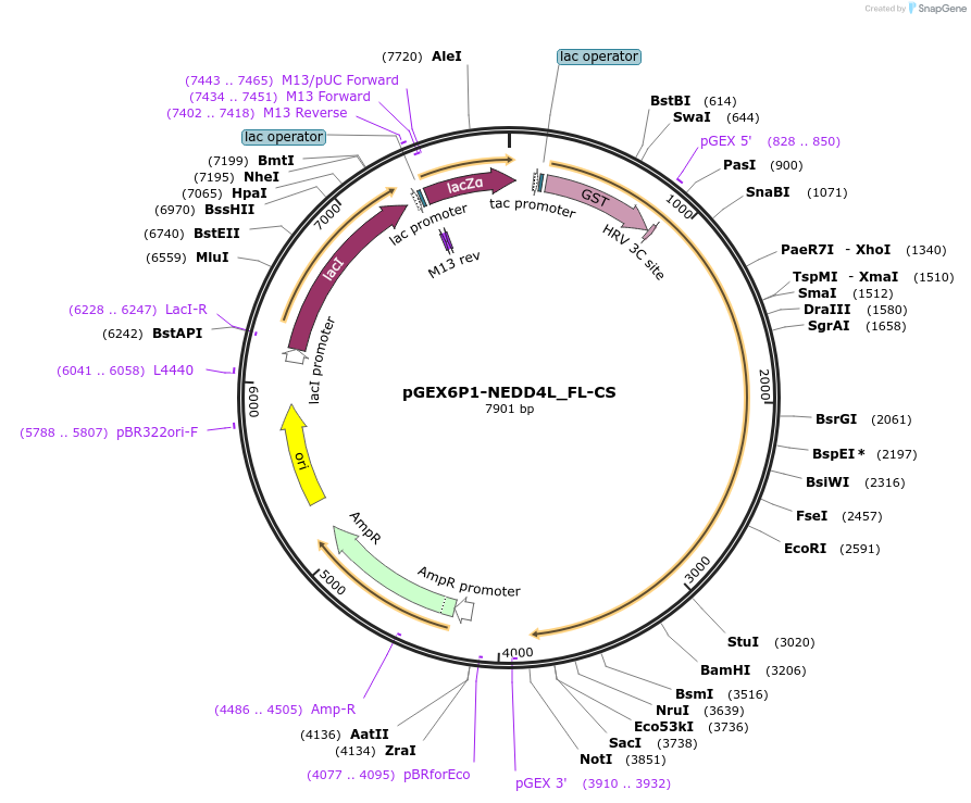 187713-plasmid-map-sequence-id-372418
