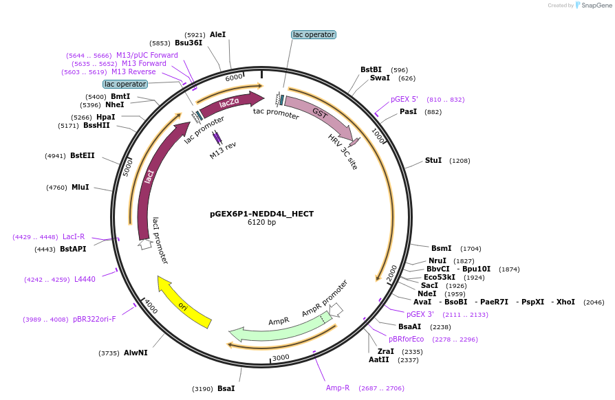 187719-plasmid-map-sequence-id-372421