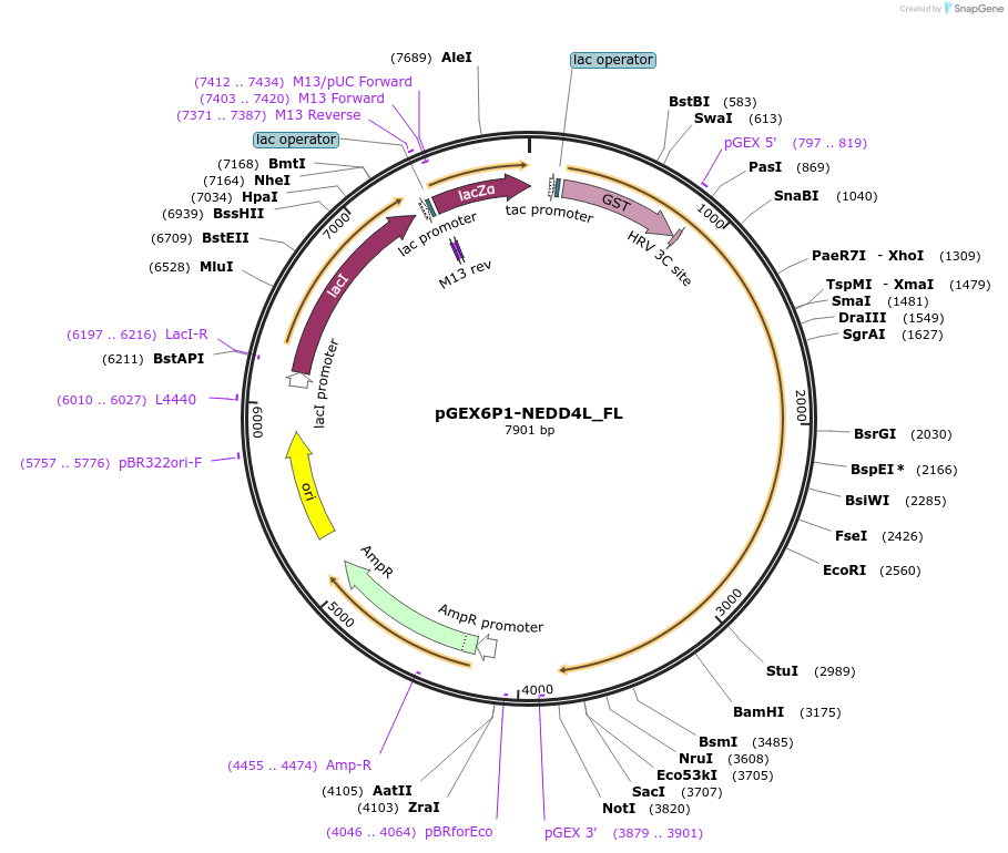 187712-plasmid-map-sequence-id-372422