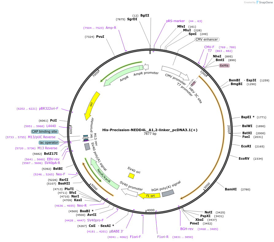 187727-plasmid-map-sequence-id-372425
