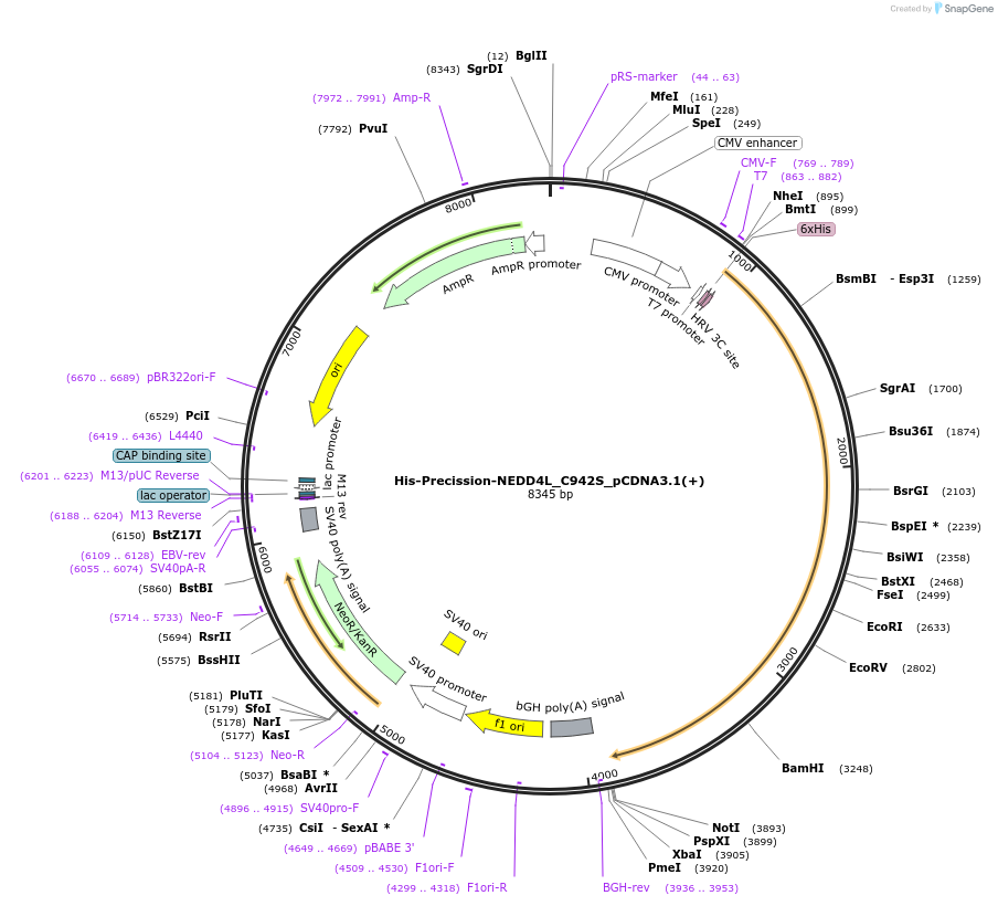 187729-plasmid-map-sequence-id-372432