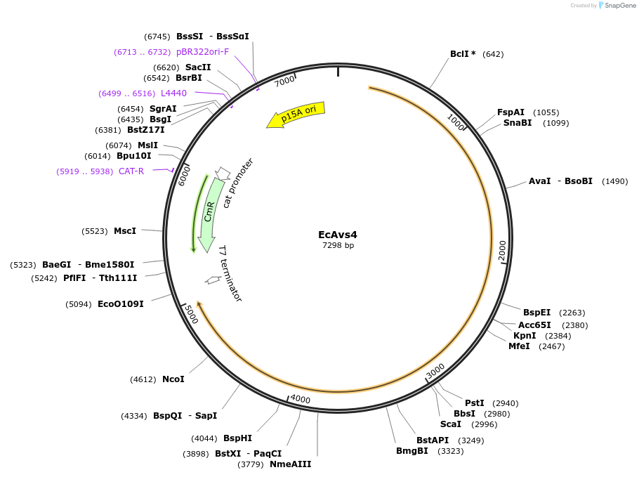 188794-plasmid-map-sequence-id-372433