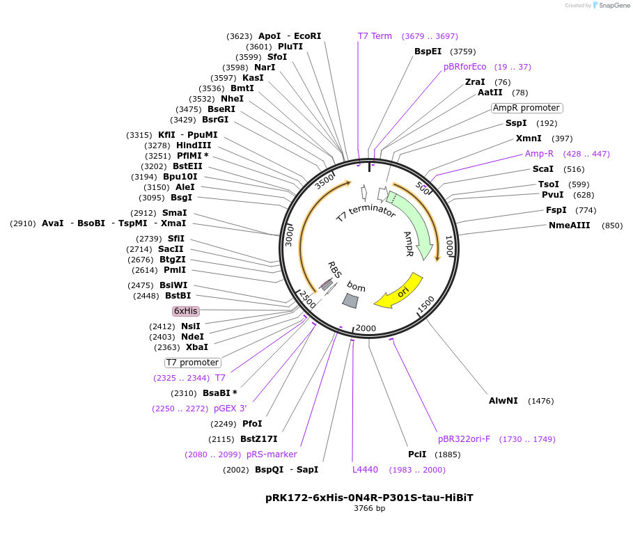 187835-plasmid-map-sequence-id-372451