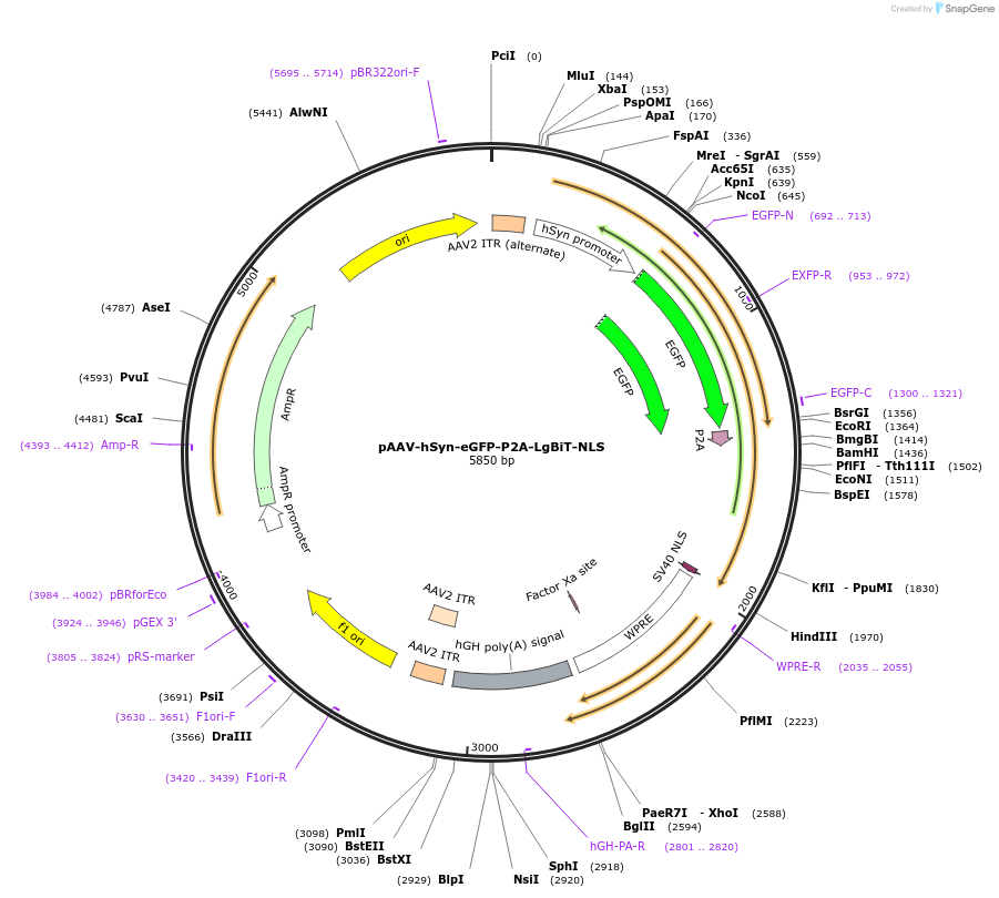 187834-plasmid-map-sequence-id-372452