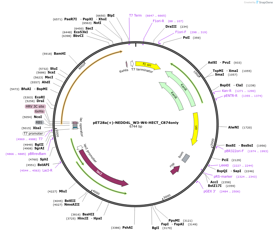187711-plasmid-map-sequence-id-372457