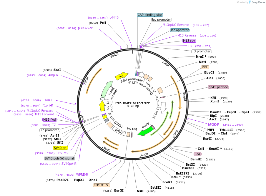 185779-plasmid-map-sequence-id-372468