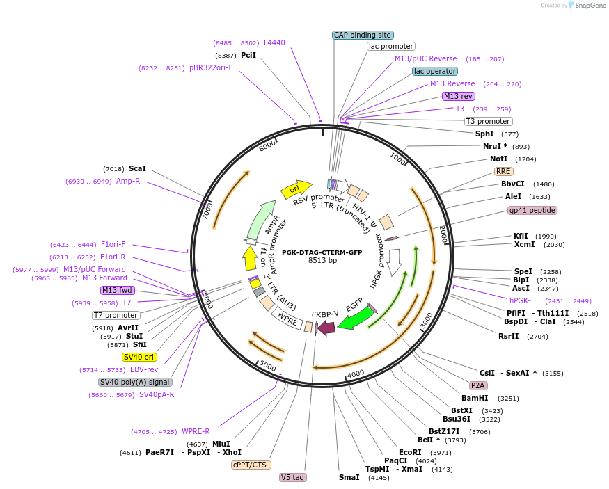 185770-plasmid-map-sequence-id-372477