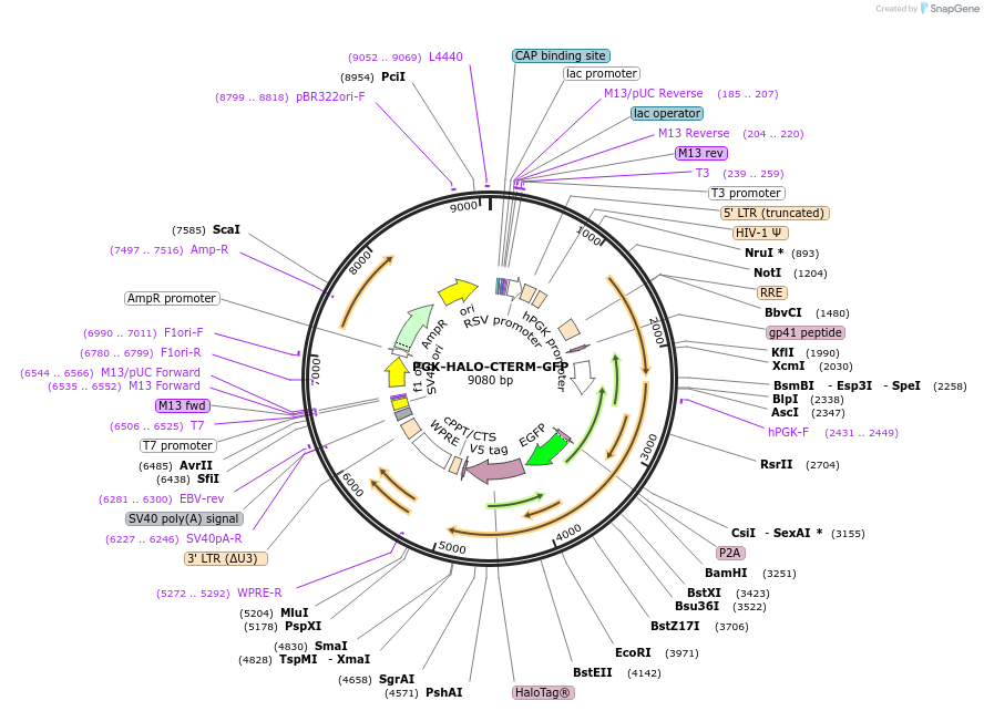 185777-plasmid-map-sequence-id-372490