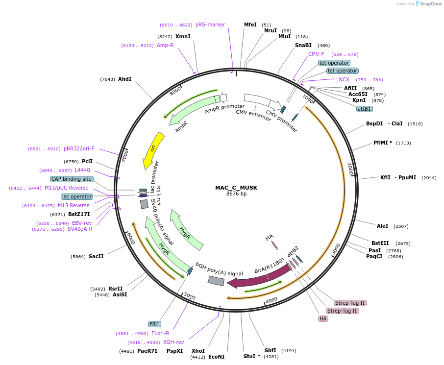 187781-plasmid-map-sequence-id-372497