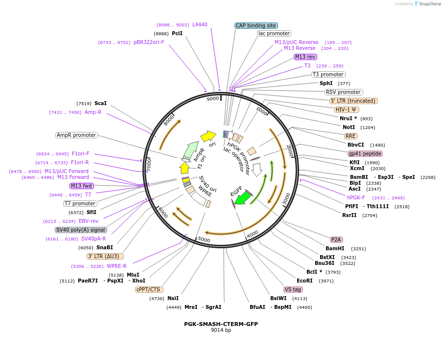 185776-plasmid-map-sequence-id-372498