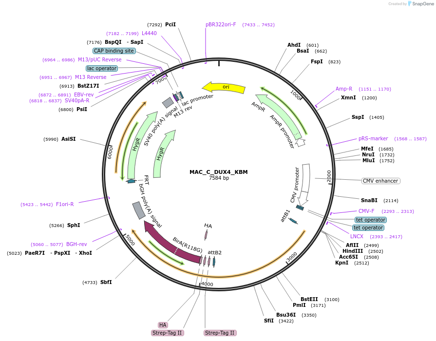 187800-plasmid-map-sequence-id-372499