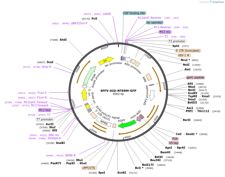 185763-plasmid-map-sequence-id-372501