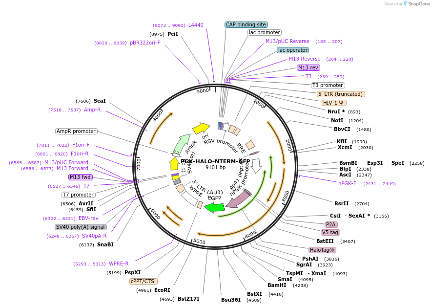 185772-plasmid-map-sequence-id-372502