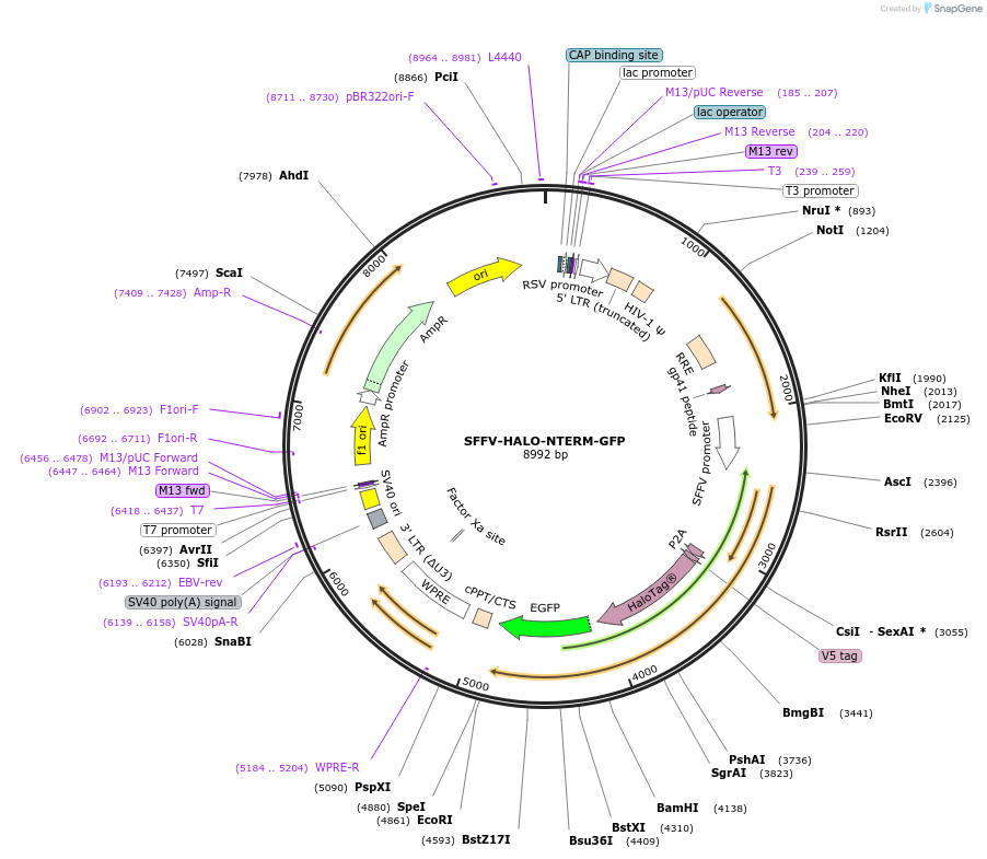 185762-plasmid-map-sequence-id-372506