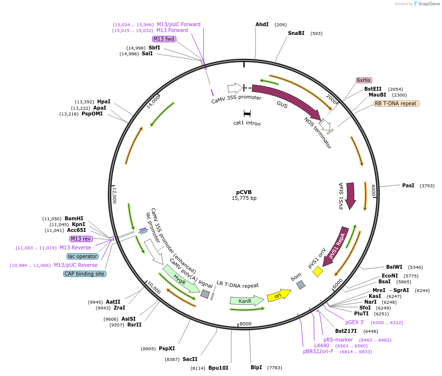 32471-plasmid-map-sequence-id-37253