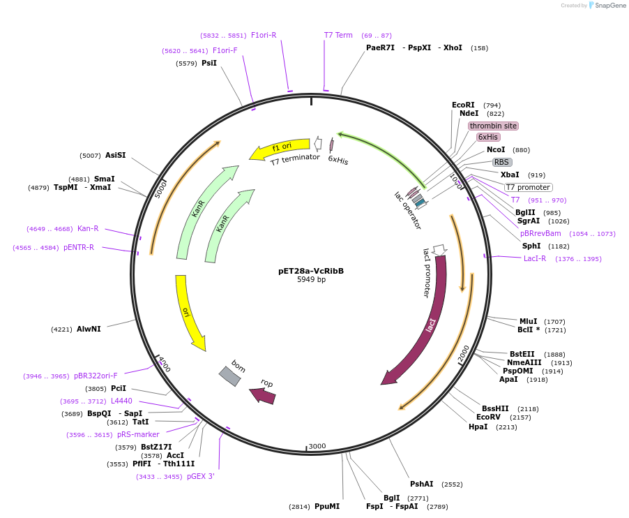 187977-plasmid-map-sequence-id-372572