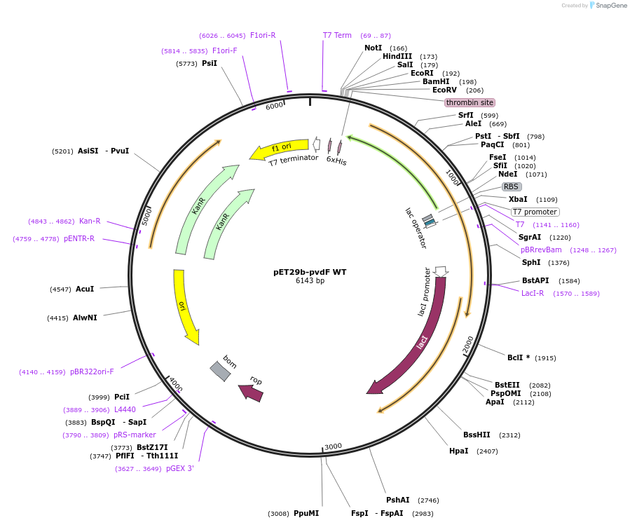 187974-plasmid-map-sequence-id-372573