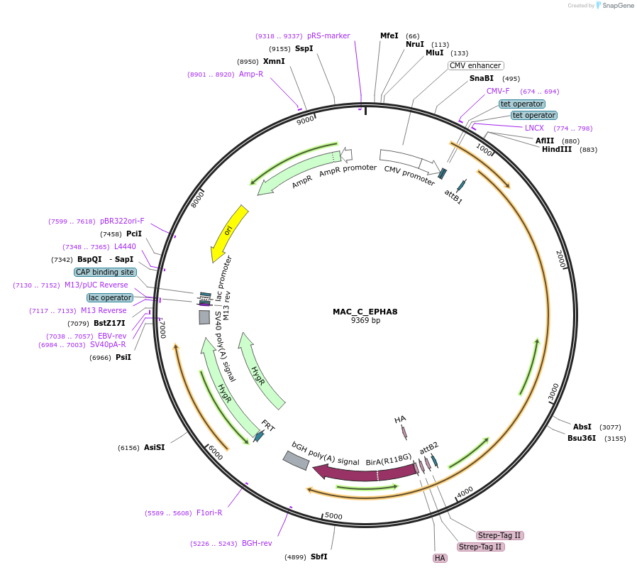 187761-plasmid-map-sequence-id-372575