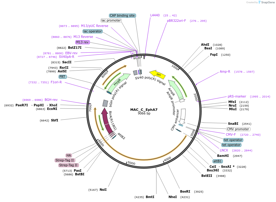187765-plasmid-map-sequence-id-372577