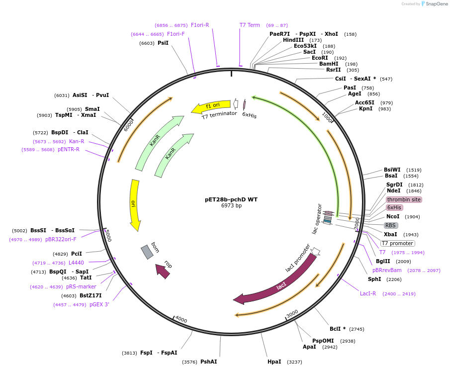 187973-plasmid-map-sequence-id-372578