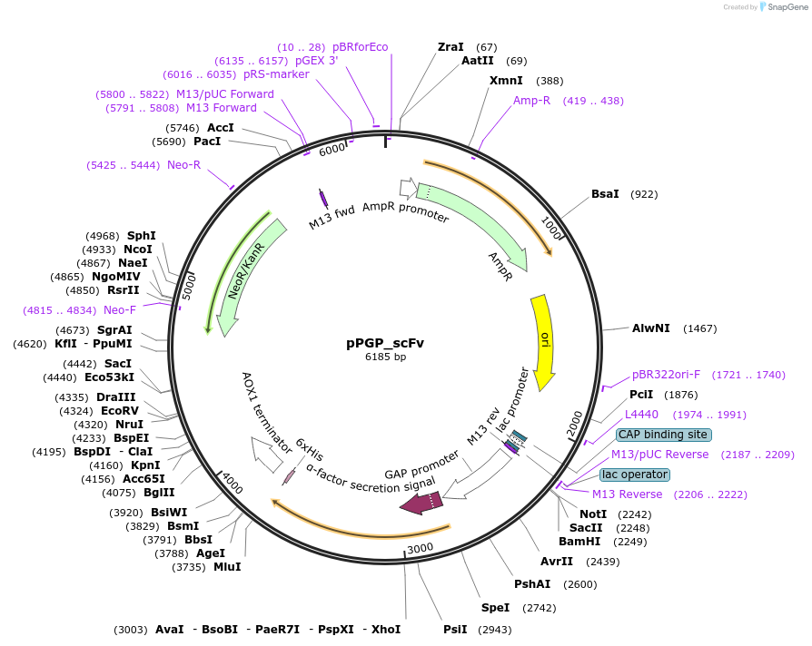 183732-plasmid-map-sequence-id-372593