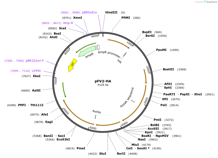 187082-plasmid-map-sequence-id-372620