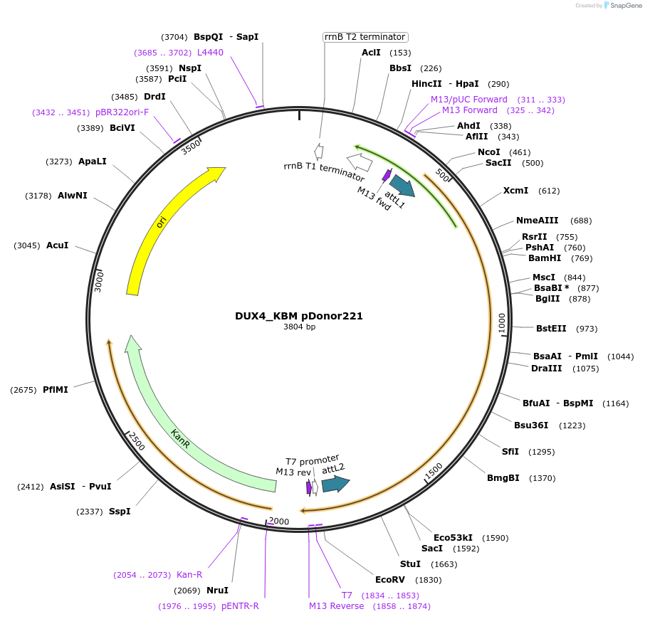 187802-plasmid-map-sequence-id-372637