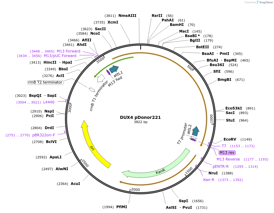 187801-plasmid-map-sequence-id-372638