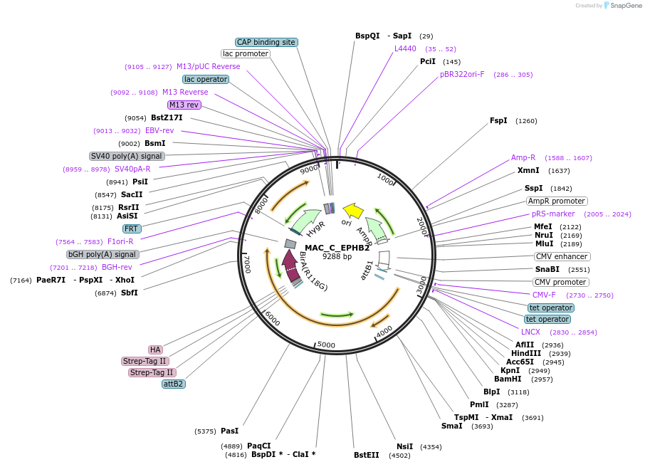 187797-plasmid-map-sequence-id-372639