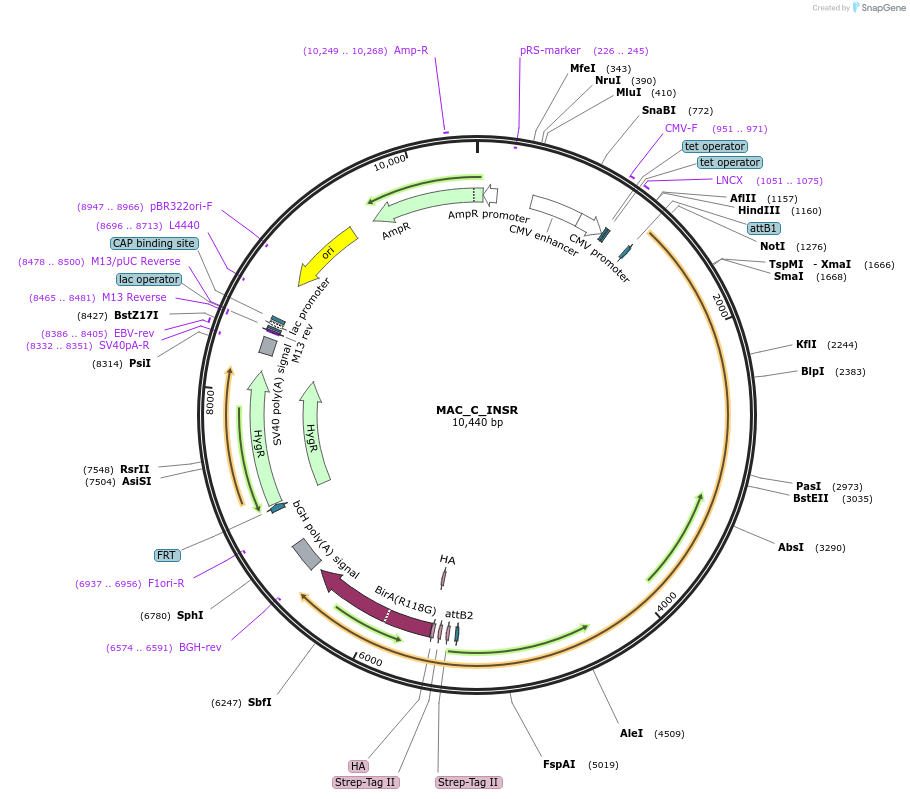 187788-plasmid-map-sequence-id-372640