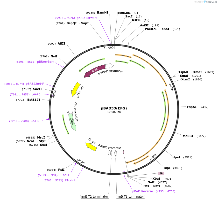 187087-plasmid-map-sequence-id-372714