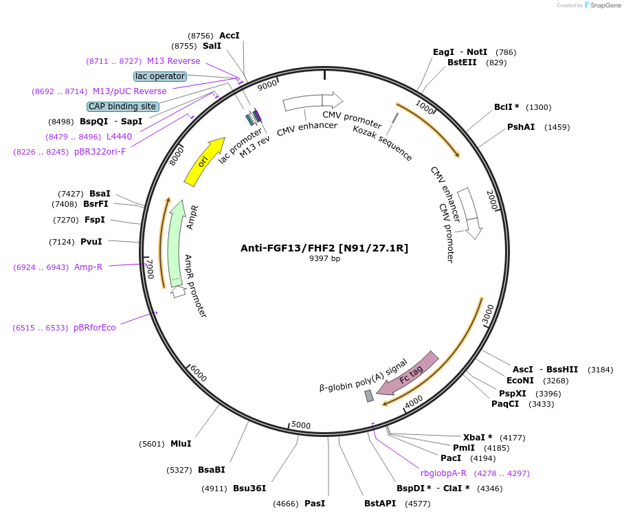 114525-plasmid-map-sequence-id-372715