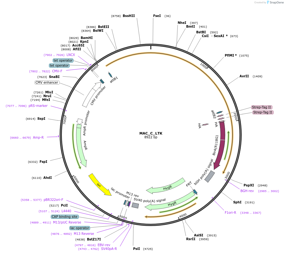 187762-plasmid-map-sequence-id-372723