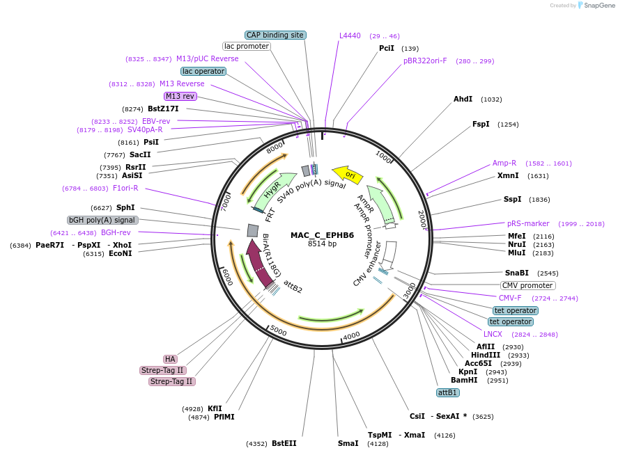 187763-plasmid-map-sequence-id-372724