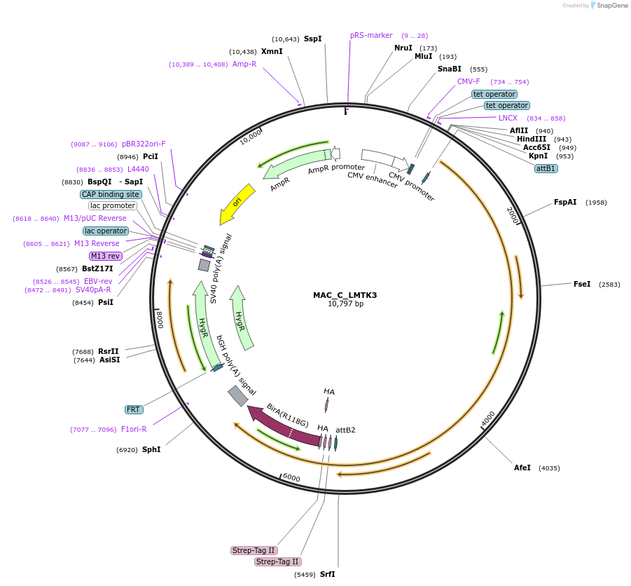 187773-plasmid-map-sequence-id-372725