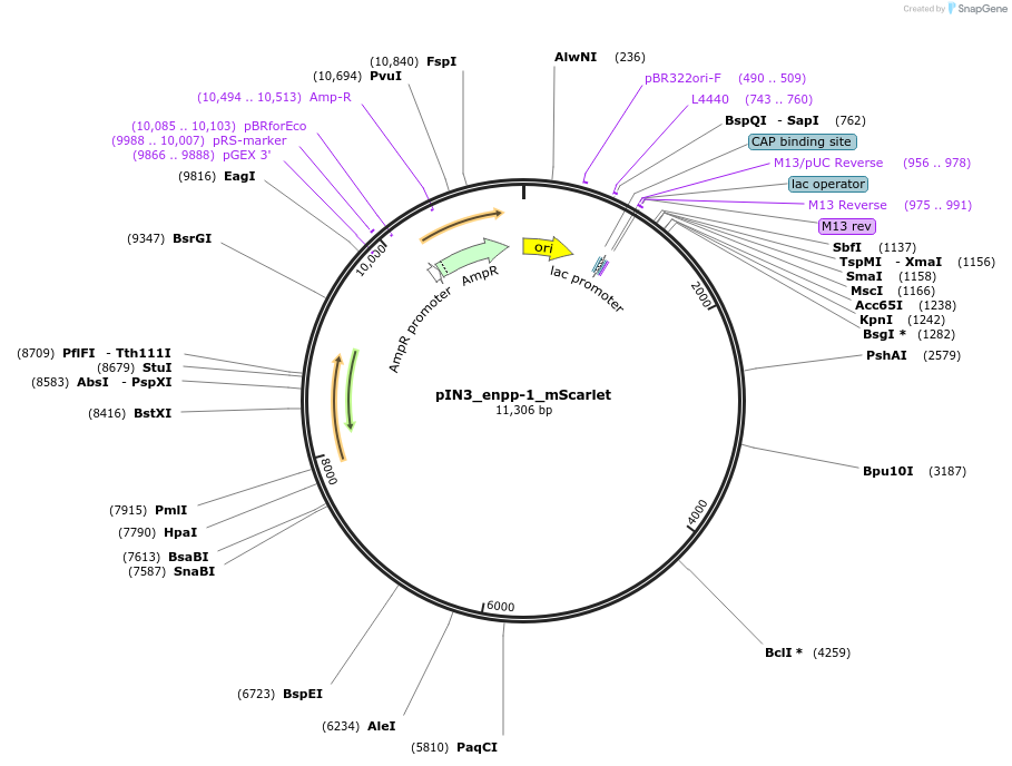 182934-plasmid-map-sequence-id-372749